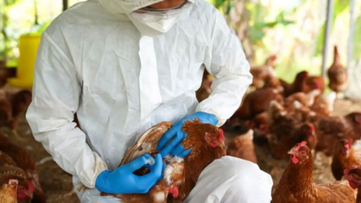 GRIPE AVIAR: CONFIRMAN EL PRIMER CASO POSITIVO EN GRANJA COMERCIAL Y SUSPENDIÓ LA EXPORTACIÓN DE POLLO Y DERIVADOS 