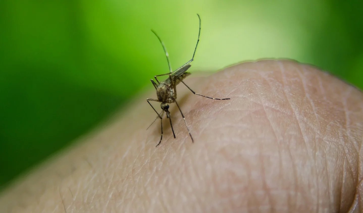 CONFIRMARON EL SEGUNDO CASO DE DENGUE EN LA RIOJA