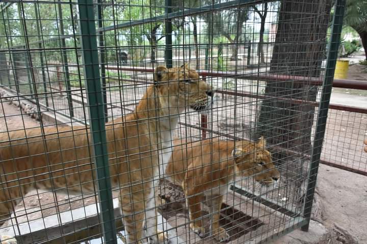 VARIOS FELINOS Y UNA OSA QUE RESIDEN EN EL EX-  ZOOLOGÍCO YASTAY SERÁN TRASLADADOS A UN SANTUARIO EN ENTRE RIOS