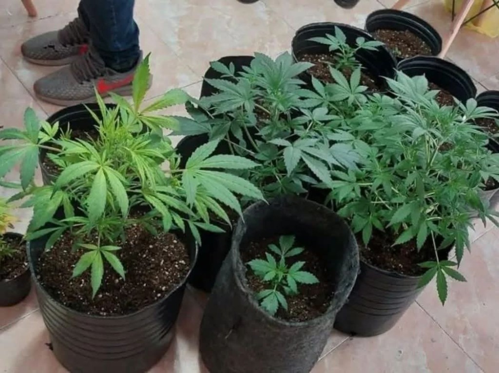 SANAGASTA: UN VECINO DENUNCI&Oacute; EL ROBO DE PLANTAS DE CANNABIS MEDICINAL