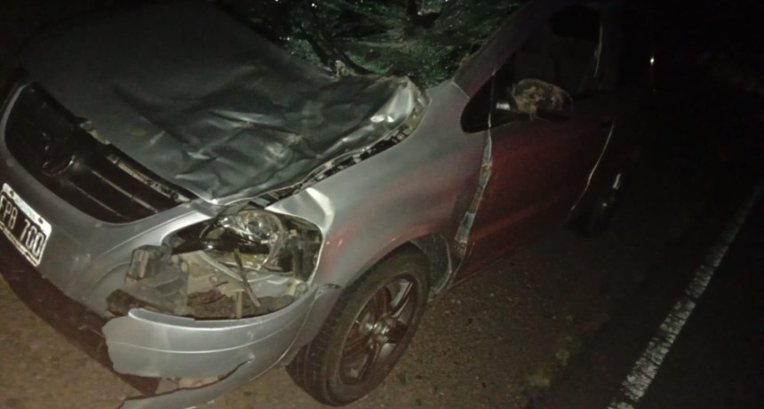 UNA FAMILIA CHOC&Oacute; CON UN BURRO Y SALIERON ILESOS