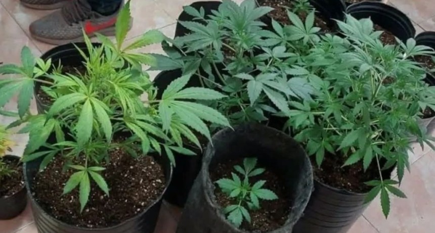 SANAGASTA: UN VECINO DENUNCI&Oacute; EL ROBO DE PLANTAS DE CANNABIS MEDICINAL
