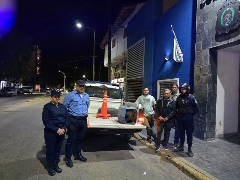 RESCATARON UN CONDOR ANDINO CUANDO ERA ATACADO POR PERROS DEL BARRIO FUTURO 