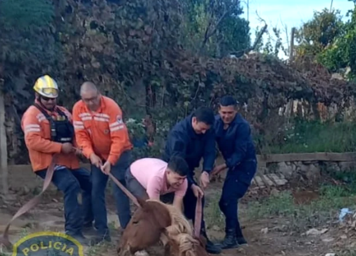 RESCATARON A UN CABALLO QUE CAYÓ A UN POZO NEGRO EN CHILECITO