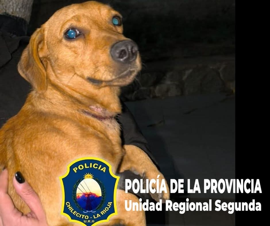 LA JUSTICIA CHILECITEÑA LE QUITÓ LA TENENCIA DE UN PERRO A UN VECINO EN CHILECITO