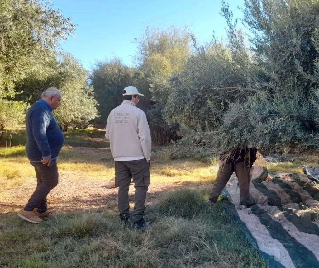 GUANDACOL: DETECTARON A TRABAJADORES RURALES EN NEGRO EN UNA EMPRESA OLIV&Iacute;COLA DE GUANDACOL  