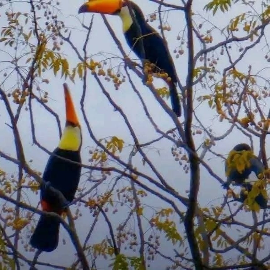 LA APARICI&Oacute;N DE TUCANES EN LOS CERROS GENER&Oacute; SORPRESA DE LOS VECINOS