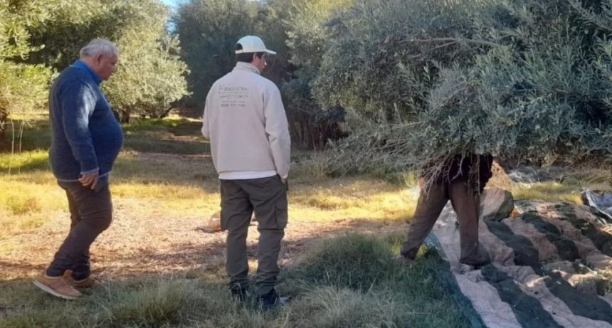 GUANDACOL: DETECTARON A TRABAJADORES RURALES EN NEGRO EN UNA EMPRESA OLIV&Iacute;COLA DE GUANDACOL  