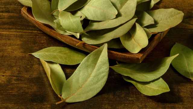 RITUALES MÁGICOS CON HOJAS DE LAUREL PARA ATRAER EL DINERO, LA PROSPERIDAD Y LA ABUNDANCIA