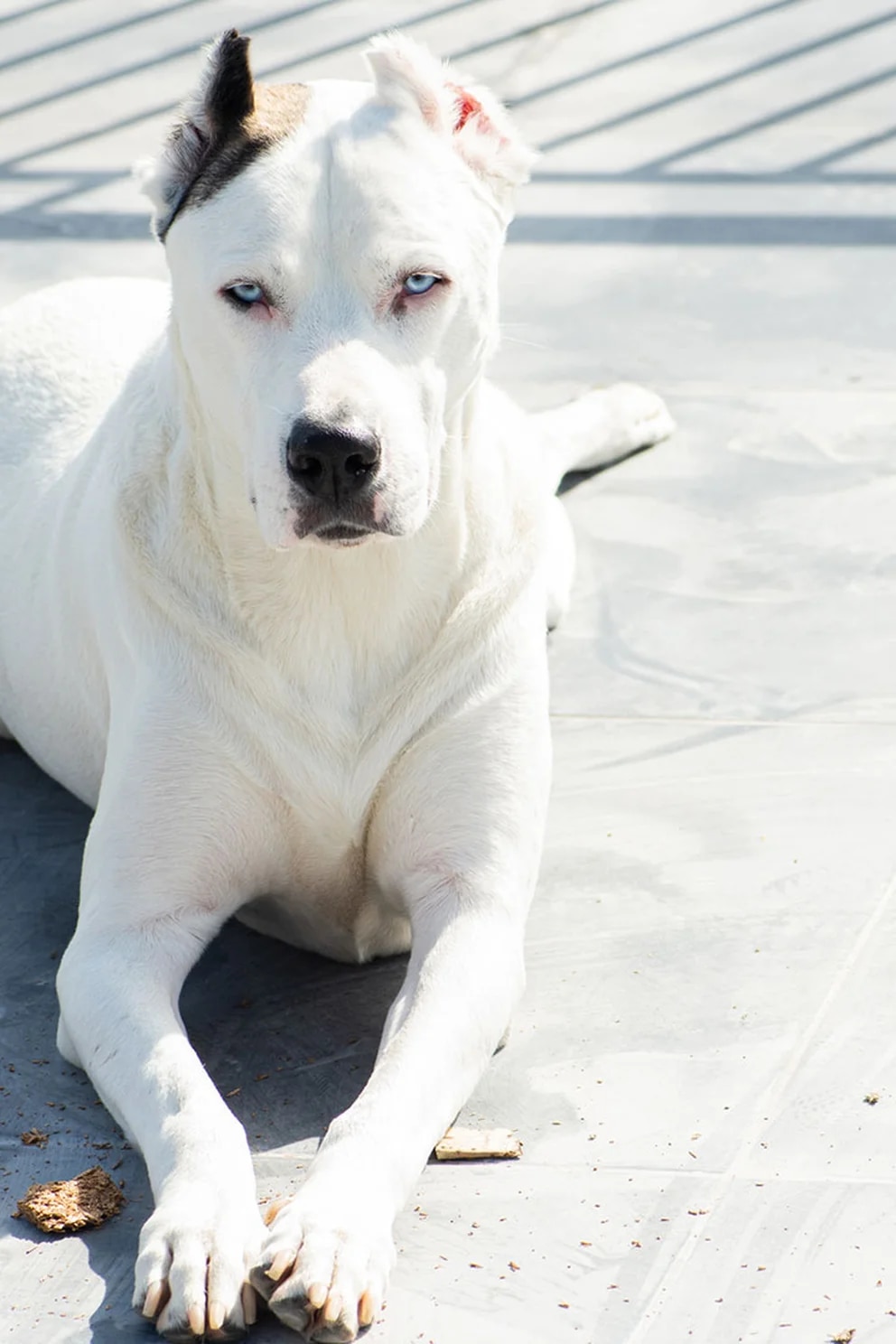 EN CÓRDOBA LOS DUEÑOS DE PERROS CATALOGADOS COMO 