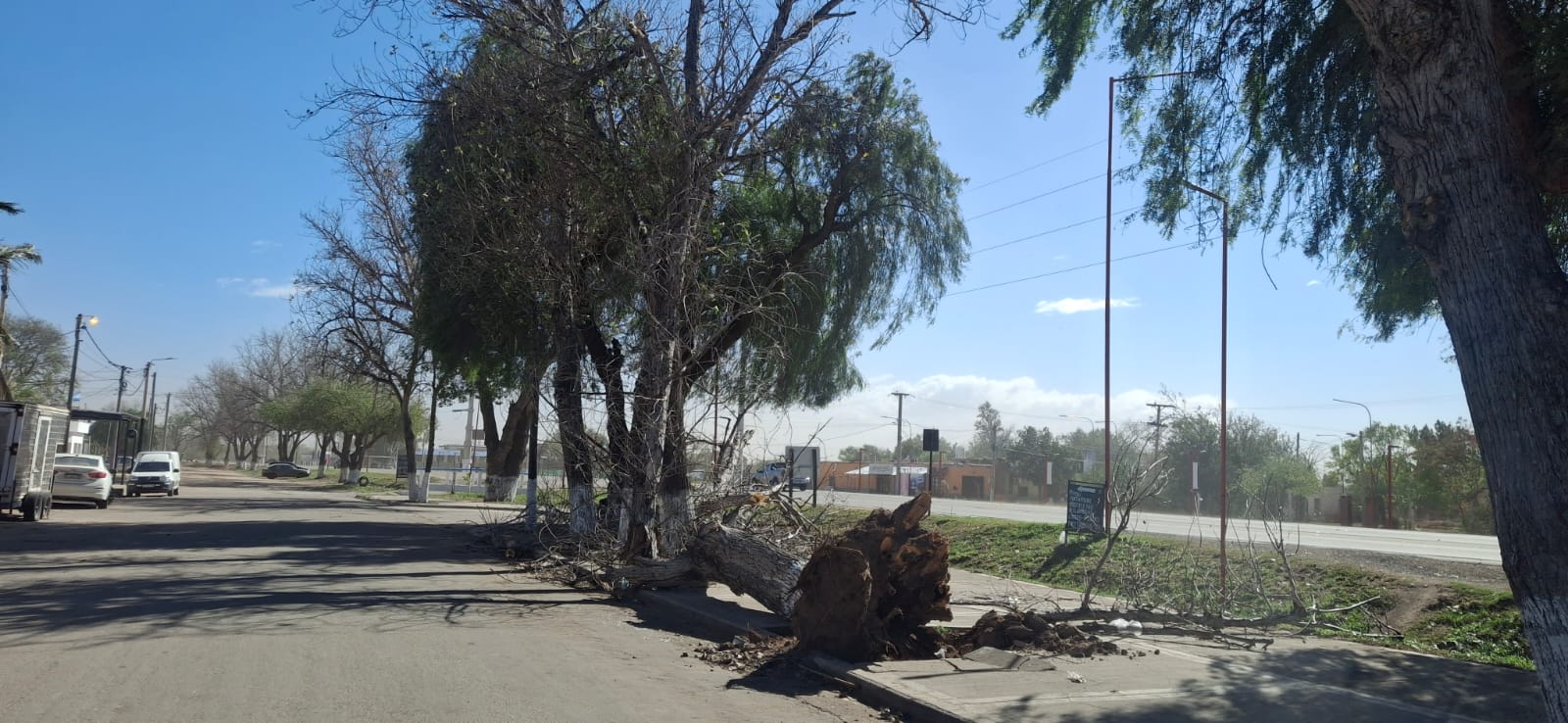 EL ZONDA CAUS&Oacute; CAIDA DE &Aacute;RBOLES Y CABLES EN EL INTERIOR DE LA PROVINCIA