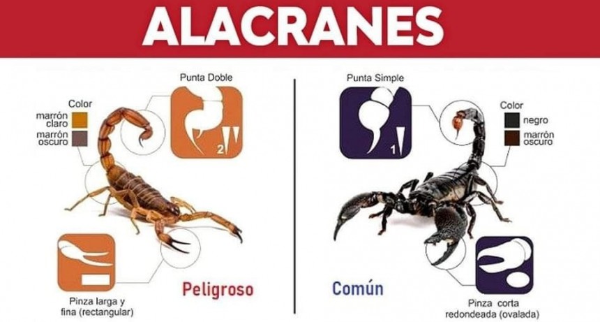 150 PERSONAS YA FUERON PICADAS POR ALACRANES EN LA PROVINCIA 