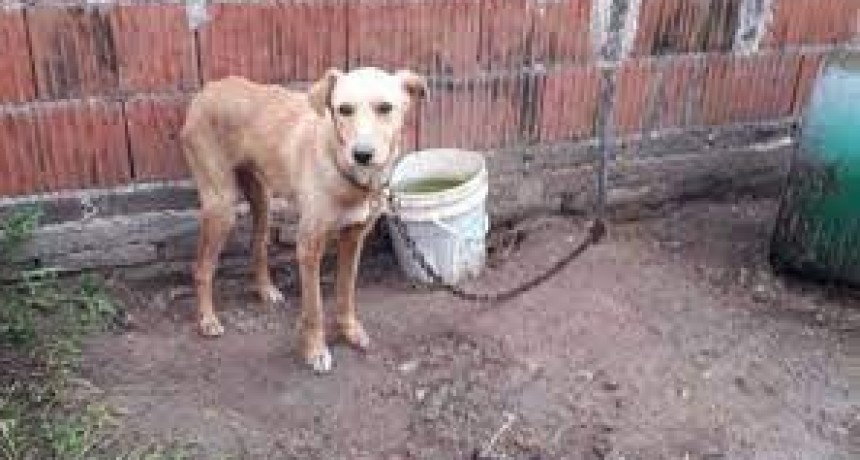 EXCELENTE INICIATIVA: PARA EVITAR EL MALTRATO A LOS ANIMALES